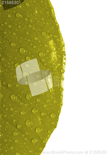 Image of Yellow leaf with drops of water isolated