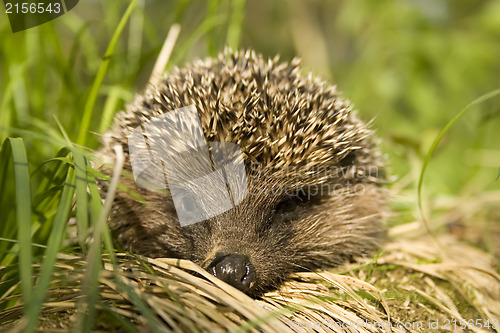 Image of Hedgehog