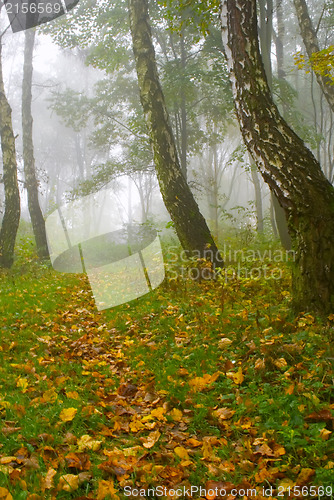 Image of Autumn birch forest path during misty morning