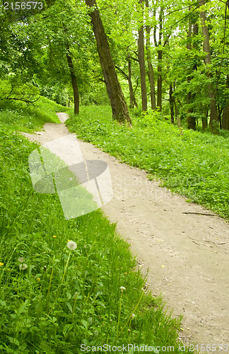 Image of Spring forest path