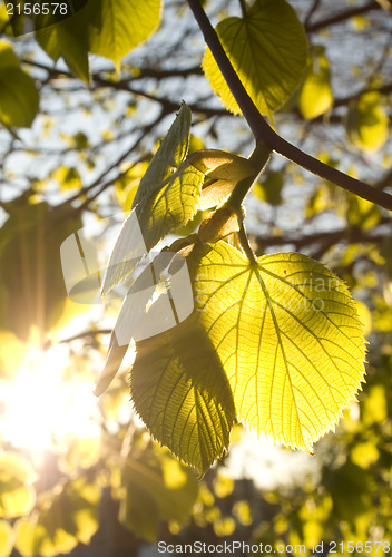 Image of Golden autumn leaves