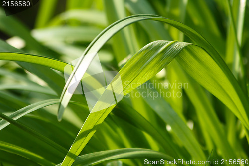 Image of Fresh green grass (shallow DoF)