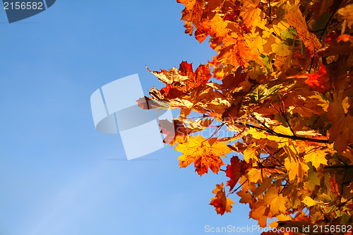Image of Autumn leaves with blue sky