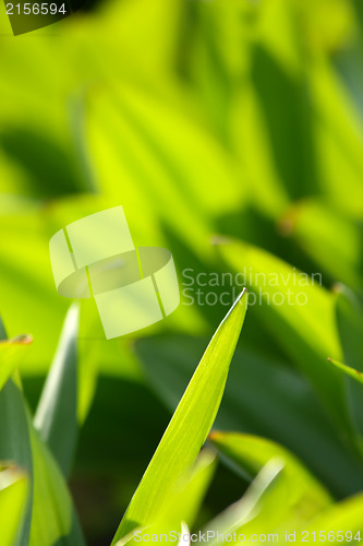 Image of Fresh green grass (shallow DoF)