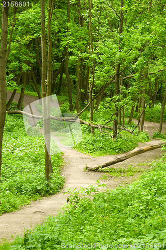 Image of Spring forest path