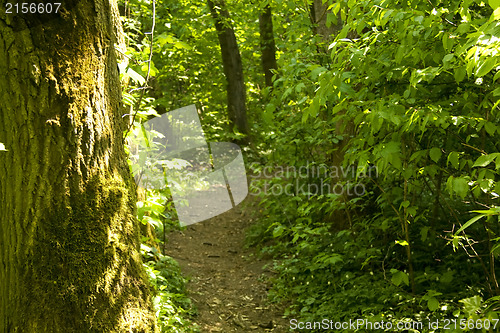 Image of Forest path