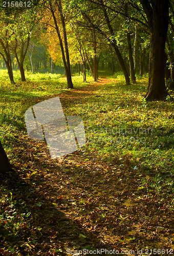 Image of Autumn forest path