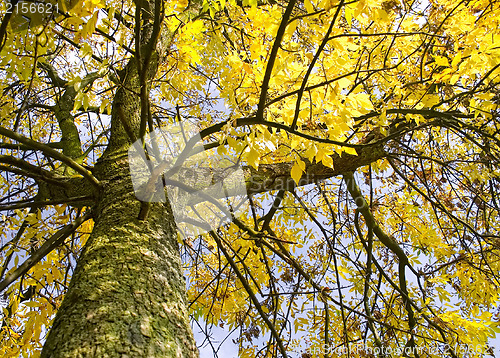 Image of Autumn tree with falling leaves
