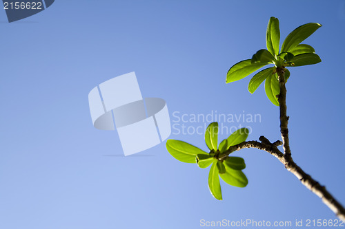 Image of Green leaves among blue sky