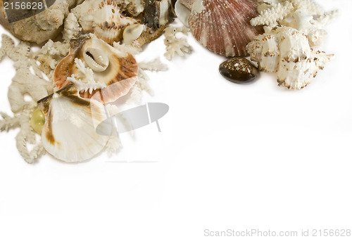 Image of Group of sea shells and corals isolated