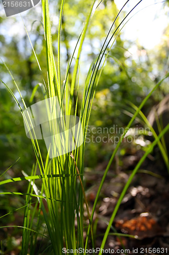 Image of Green grass
