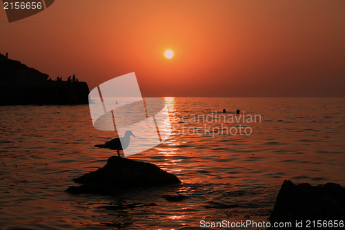 Image of Sunset near the sea with bird on the rock