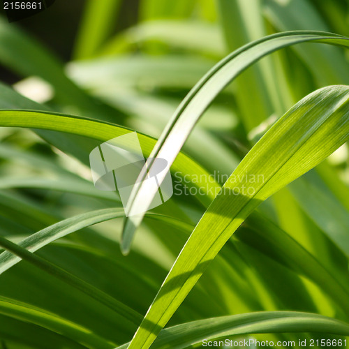 Image of Fresh green grass (shallow DoF)