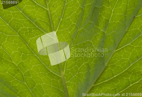 Image of Green leaf macro shot