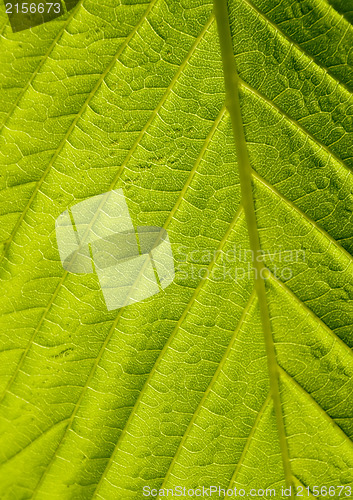 Image of Green leaf macro shot