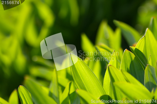 Image of Fresh green grass (shallow DoF)