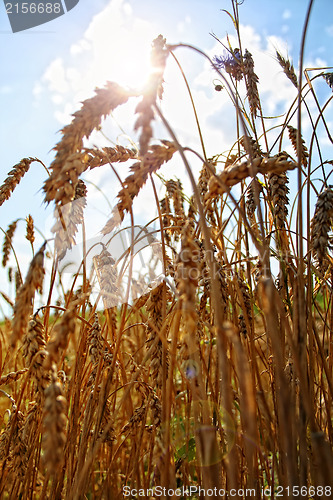 Image of Wheat head against blue sky and field