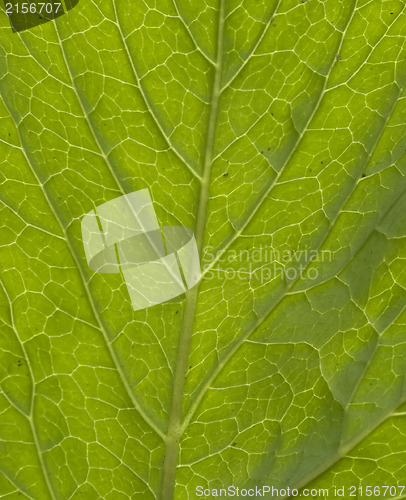 Image of Green leaf macro shot