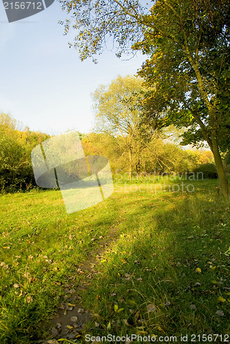 Image of Sunset forest path with rays of light