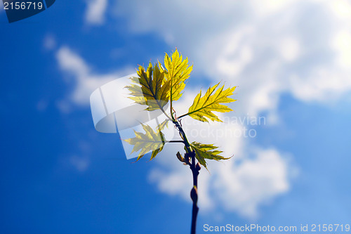 Image of Young oak leaves with blue sky background