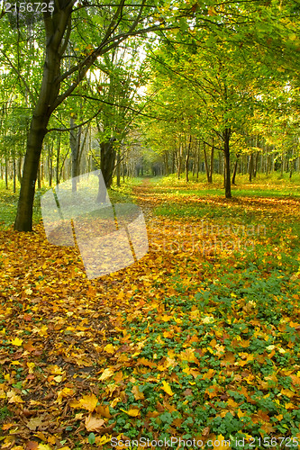 Image of Autumn forest path