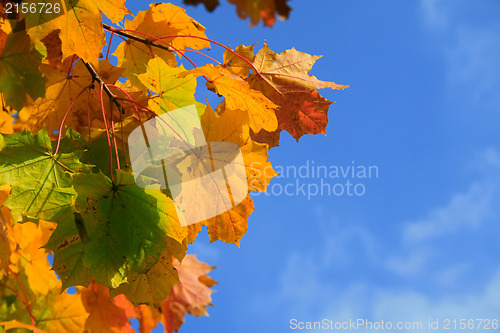 Image of Autumn leaves with blue sky