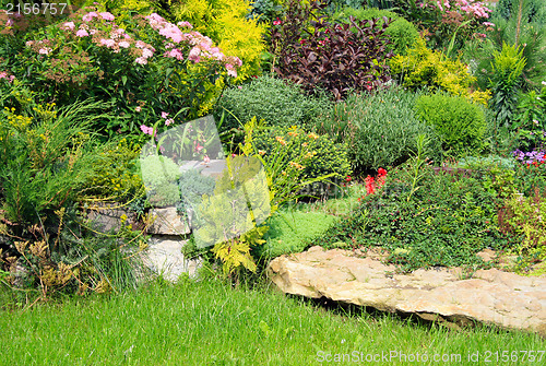 Image of Flowers in the park