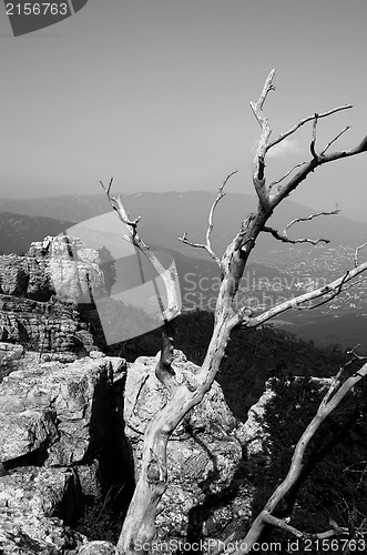 Image of Tree on the top of the mountain