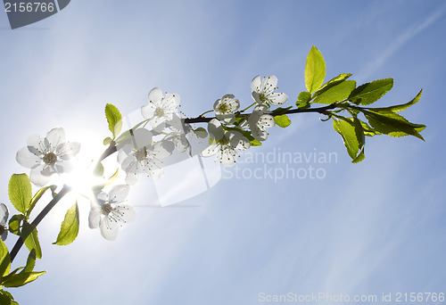 Image of Sunbeam and flowers