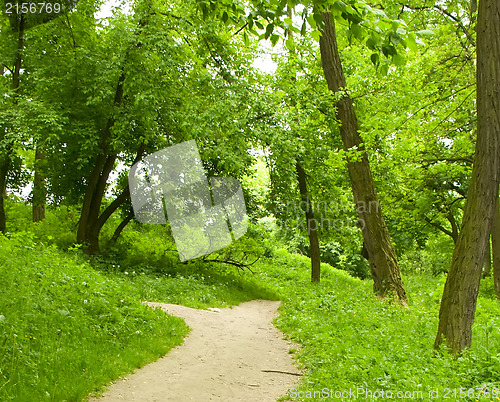 Image of Spring forest path