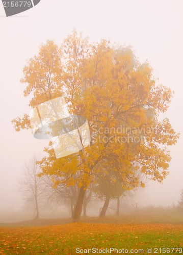 Image of Misty autumn morning
