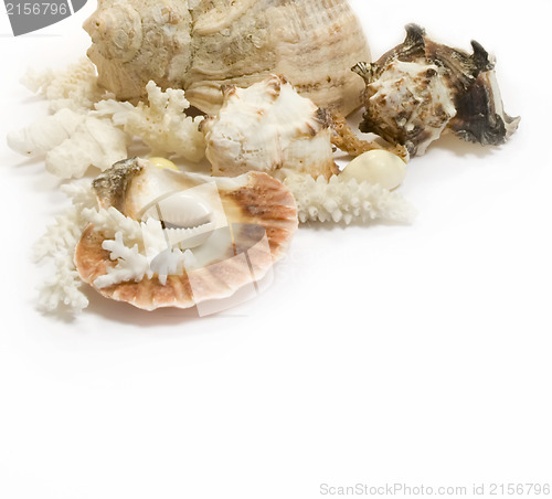Image of Group of sea shells and corals isolated