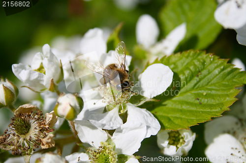 Image of Apple blossom with bee on it