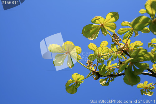 Image of green leaves