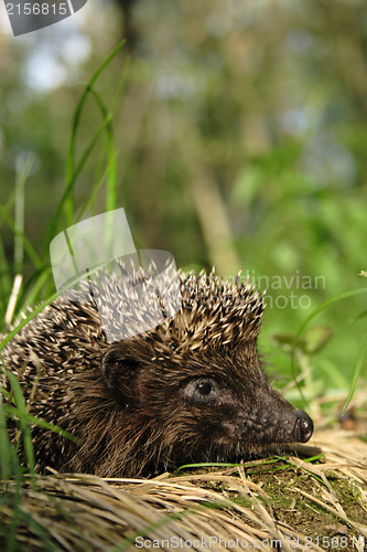 Image of Hedgehog