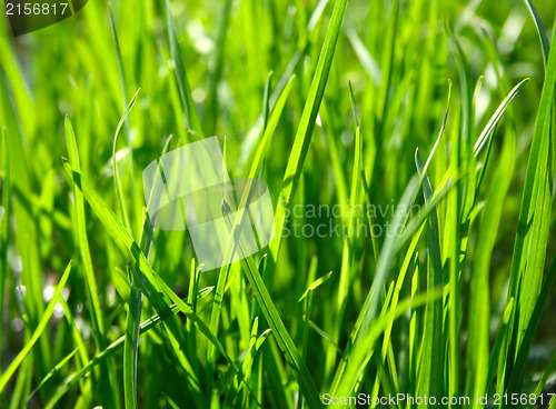 Image of Green grass