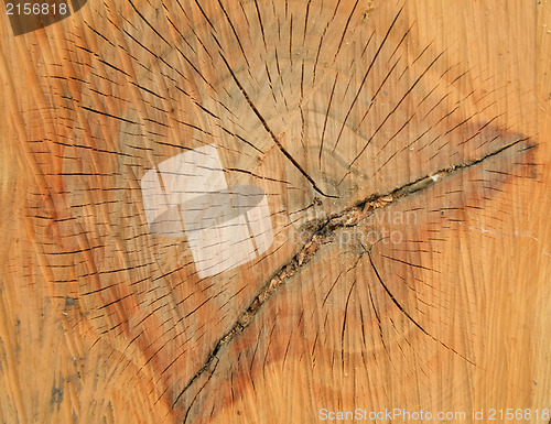 Image of Old wood texture