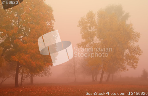 Image of Misty autumn morning