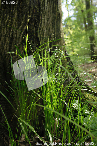 Image of Young green grass near the tree. Cool spring concept