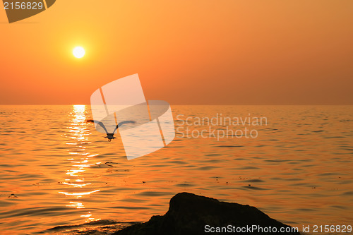 Image of Bird flies above sunset sea