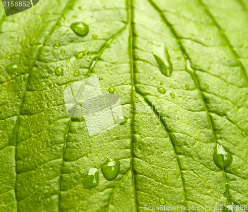 Image of Green leaf with drops of water