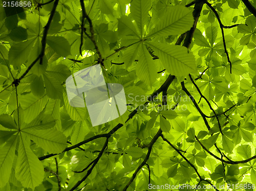 Image of Spring chestnut leaves background