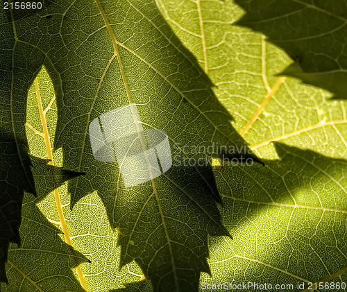 Image of Macro photo of green leaves