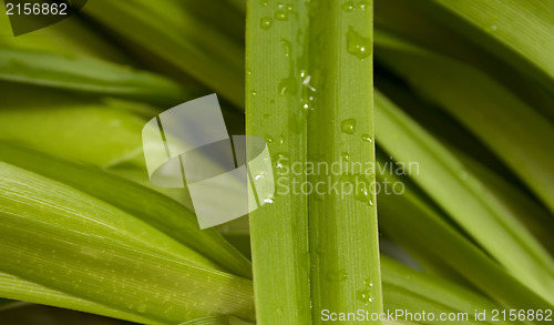 Image of Green leaf with drops of water