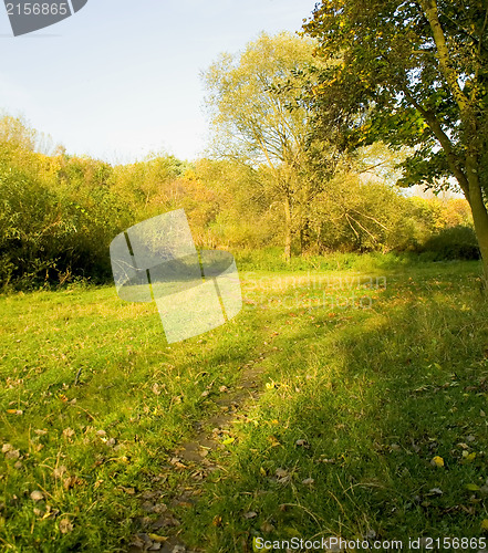 Image of Sunset forest path with rays of light