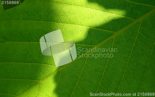 Image of Green leaf macro shot