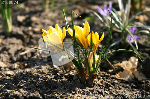 Image of Yellow Crocus