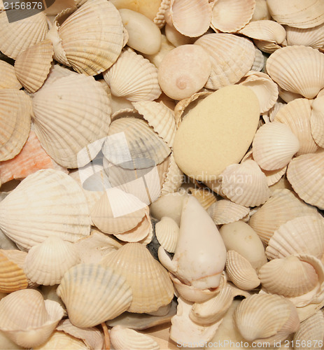 Image of Sea shells background