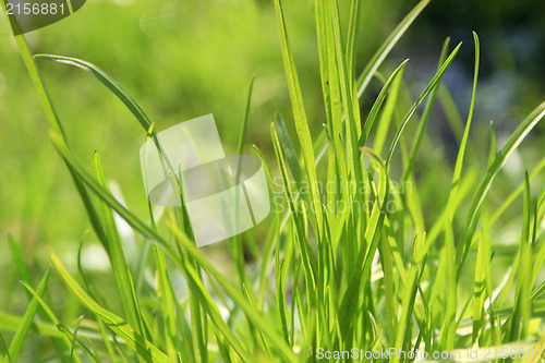 Image of Green grass