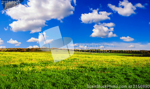 Image of Green grass and blue sky with white clouds